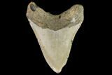 Fossil Megalodon Tooth - North Carolina #109741-2